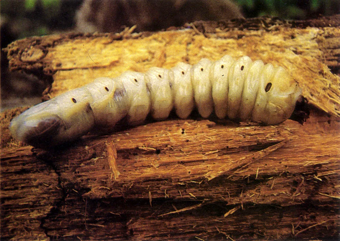 "Mojojoy" (larva de Rhynchophorus
palmarum). Crece en los troncos de
palmeras en proceso de descompo
si . ci . n y es consumida, cruda o frita,
por diversos grupos indgenas y por
muchos colonos. Es un alimento rico
en protenas y grasas. 