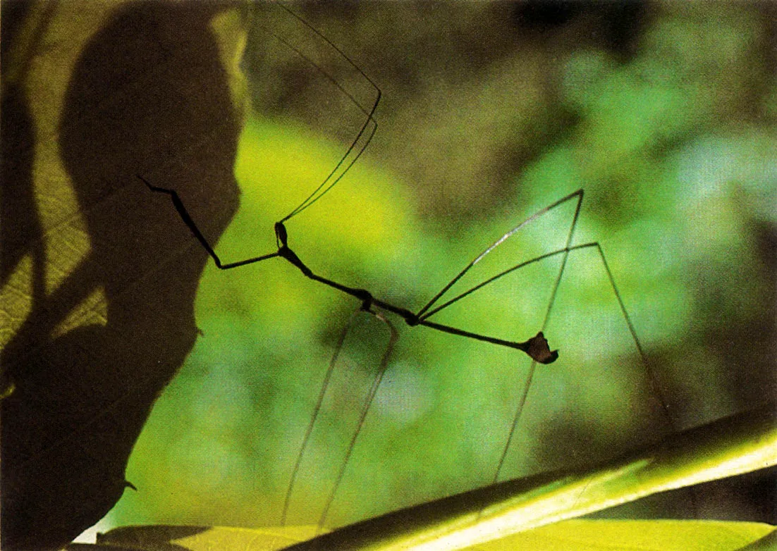 Insecto palo, del orden Phasmidae, y ortptero de la familia Ttigonidae, ejemplos notables de mimetismo, recurso muy frecuente entre los insectos de la Amazonia 