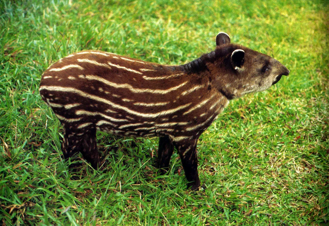 "Danta" (Tapirus terrestris) juvenil. El mayor mamfero terrestre silvestre de Amrica de] Sur. De carne muy apreciada. A su grasa se le atribuyen propiedades teraputicas. Frecuenta las orillas de los ros y de los salados Es una de las especies que primero desaparecen en zonas de colonizacin por la presin de la caza que se ejerce sobre ella El pelaje de los Juveniles posee funcin mimtica protectora y lo comienzan a perder hacia los 5 meses de vida. 