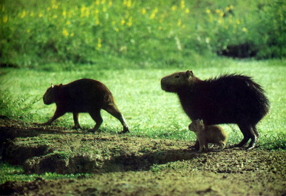 "Captiara", "chigiro", Yulo" o "ronsoco" (Hydrochaeris hydrochaeris hydrochaeris). Es la especie de roedor viviente ms grande del mundo Su dieta se compone exclusivamente de hojas, pastos y gramalotes Su carne es muy apetecida y su piel tiene diversos usos Essusceptible de fomento en zoocriaderos. Puede constituir un valioso sucedneo del ganado, como productor de carne, en reas marginales. 