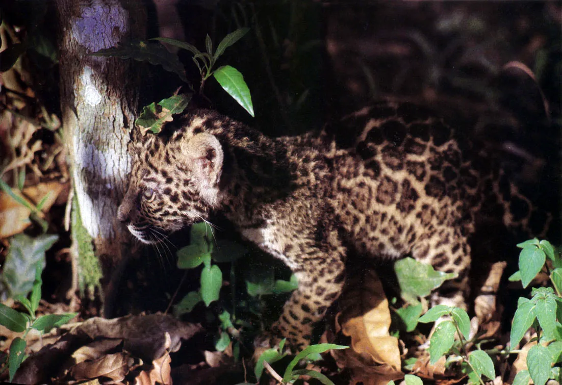 "Tigrillo", "macaraya" o "tigrepodenco" (Felis pardalis mitis). Despus del Jaguar", es el flido con colorido moteado, de mayor tamao. Su piel es tal vez la ms cotizada de los mamferos amaznicos, por lo que sus poblaciones han tenido mermas considerables. Se alimenta de pequeos vertebrados y es un cazador muy diestro. 