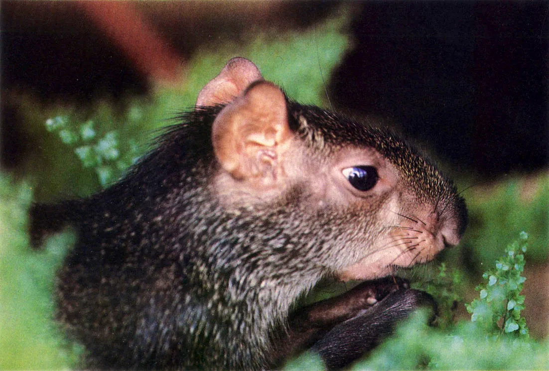 "Guatn", eque? o "cuta" (Dasyprocta fuliginosa). Roedor que habita en madrigueras o pequeas cavidades entre las races de los rboles. Se alimenta fundamentalmente de brotes tiernos, tubrculos de plantas =altres y cultivadas, y frutos. Es un fcilmente domesticable. Su carne es muya preciada. 