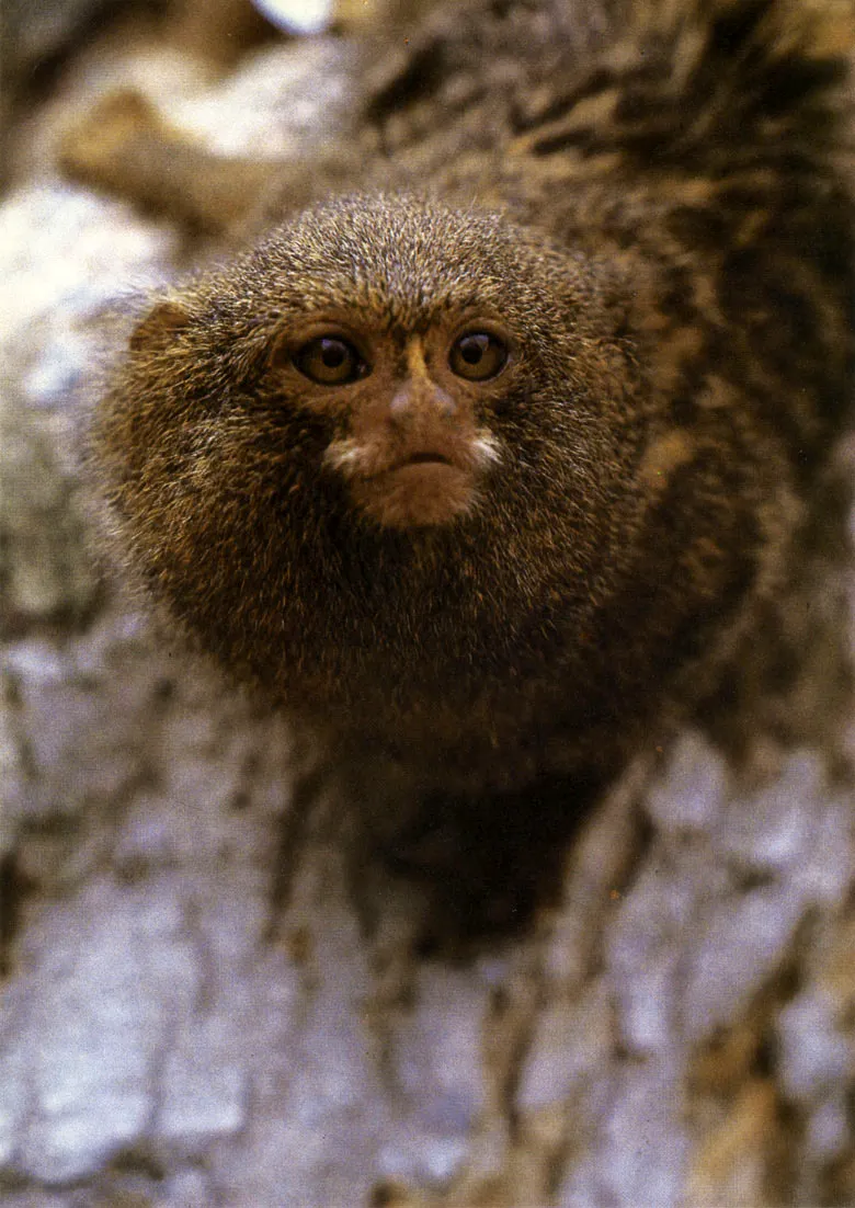 Mico de noche o	(Ao
tus sp.). Unicos primates de hbitos
nocturnos en el Nuevo Mundo, rasgo
que se evidencia por el gran tamao
de sus ojos. 