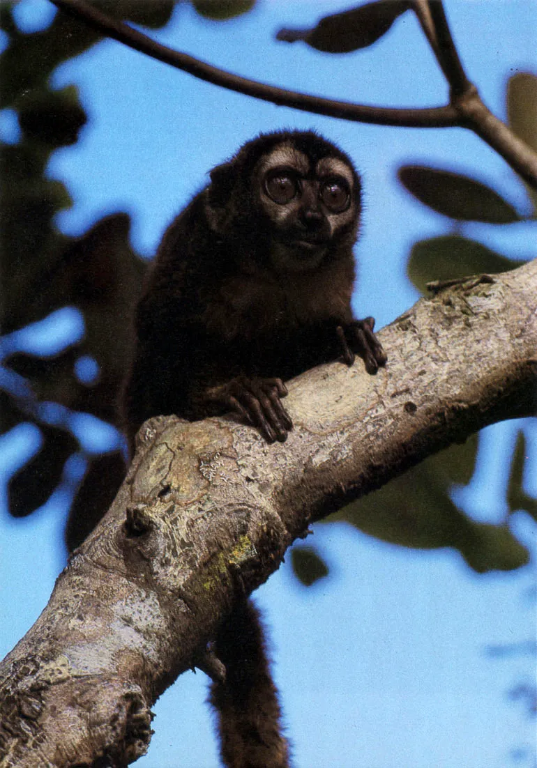 Tit pielroja Pichico o leoncito (Cebuella pygmaea).) El primate ms pequeo de Amrica. Se alimenta de mucilago de plantas, horadando las cortezas con sus incisivos inferiores. Se le da caza inmisericorde porque es apreciado como mascota. 