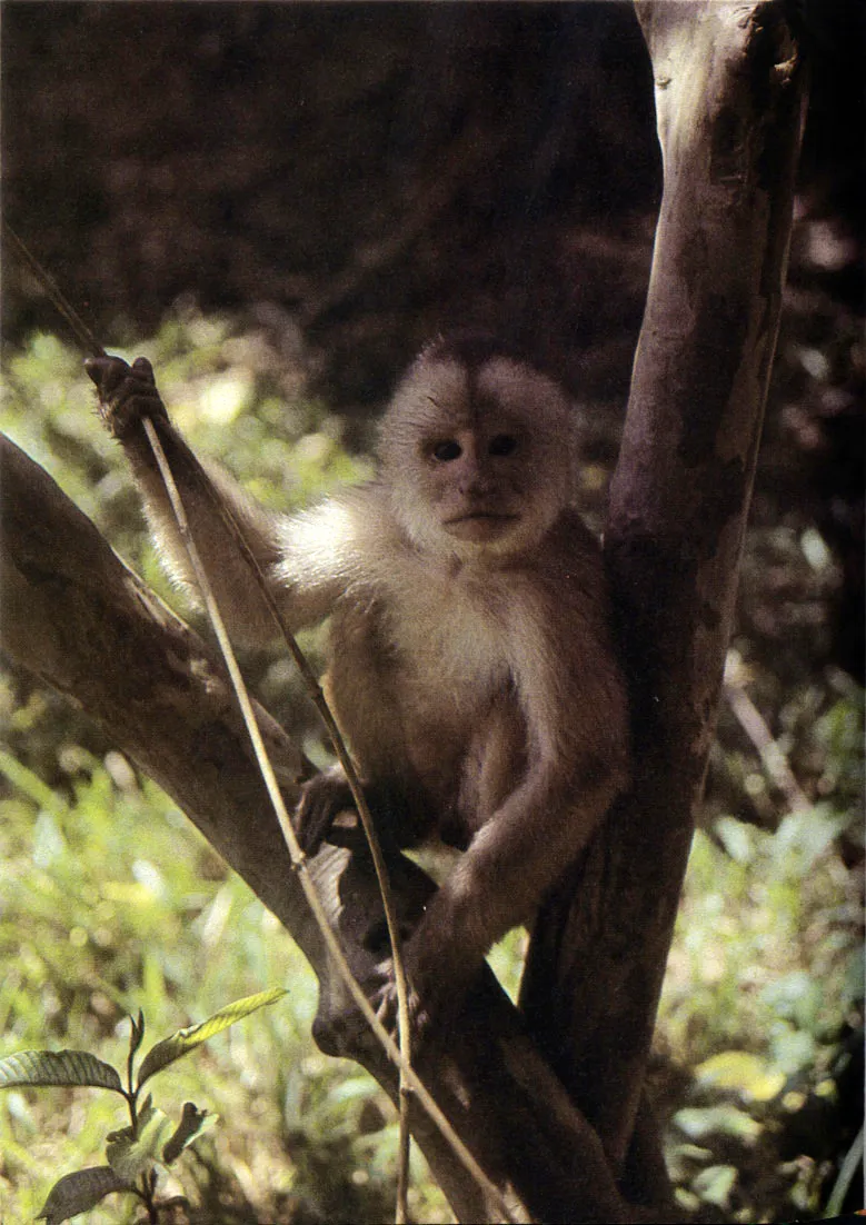 "Macero carblanco" o ",mco tanque? (Cebus aibifrons). Una de las especies ms frecuentes en el alto y medio Amazonas. Omnvoros. Forman manadas de 15 a 30 individuos. 