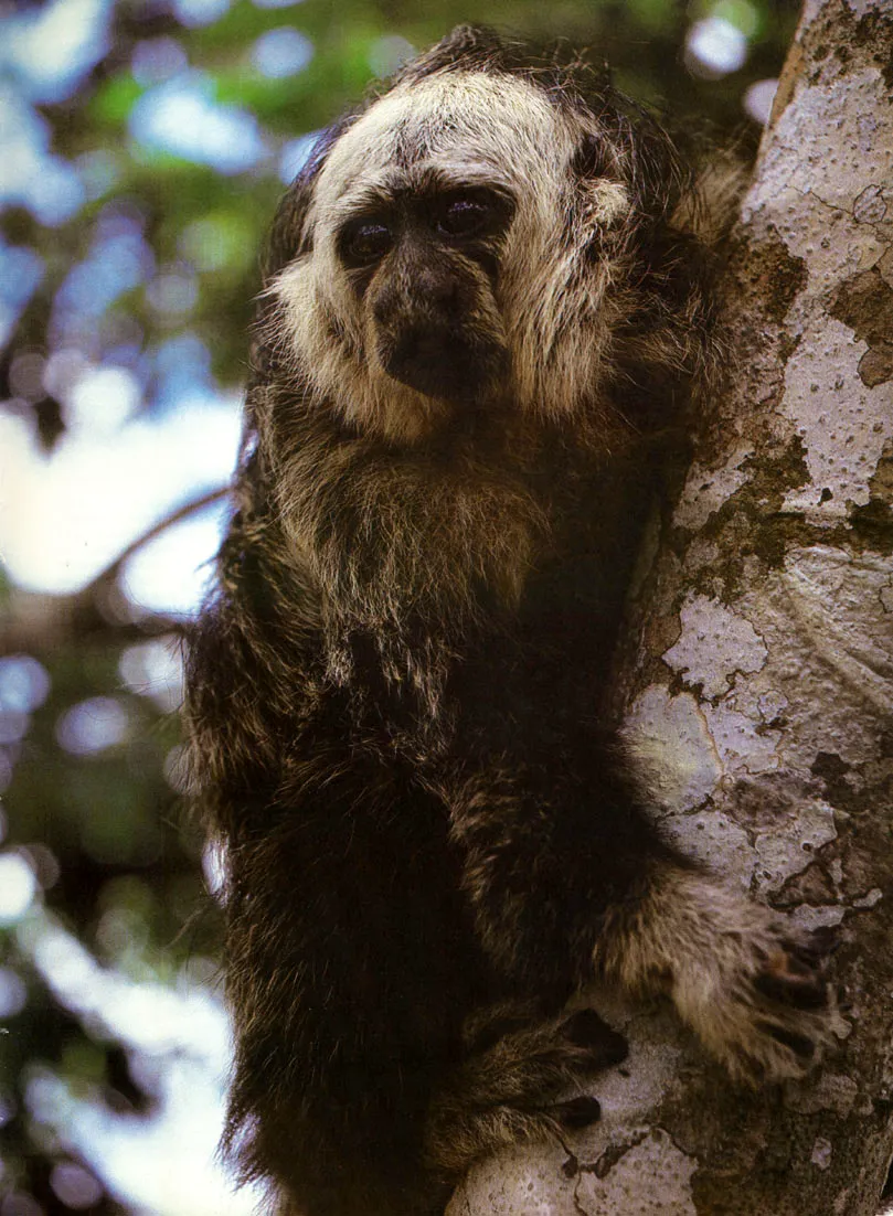 Mico volador o "Saki" (Pithecia aequatorialis). Especie recientemente descubierta en la cuenca del ro Napo y de las menos conocidas en Colombia, Poseen facciones muy humanoides y son capaces de caminar erguidos en las ramas. Estan cubiertos de pelos largos, especialmente en la cola.

La Amazonia constituye una de las reas con mayor diversidad de especies de primates en el mundo, situacin correlativa con el gran desarrollo de sus selvas. Todas las especies deprimates amaznicos son arborcolas, si bien slo algunos gneros han desarrollado cola prensil 