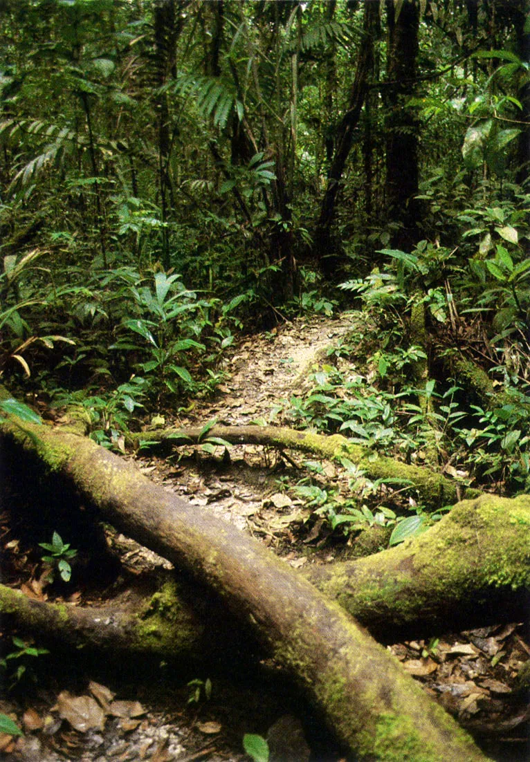 La diversidad de los ecosistemas de la selva y de sus ciclos, as como la calidad y capacidad de respuesta de los suelos, hacen parte del repertorio cognoscitivo del indgena amaznico en todas las etapas de su vida.
 