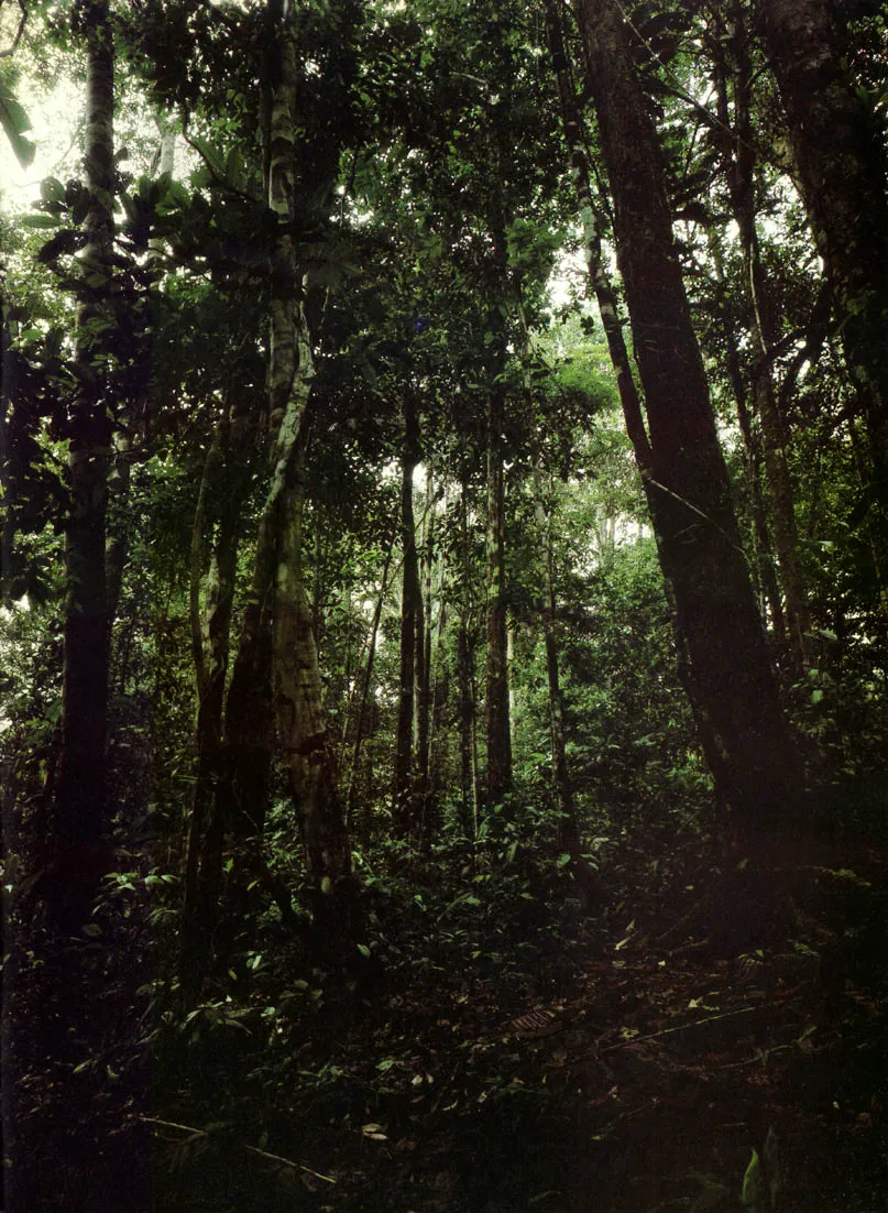 Bosque en las inmediaciones de Leticia. Algunos investigadores estiman que la poblacin de la flora amaznica puede comprender ms de 600 especies diferentes por hectrea. A su vez, ciertos clculos permiten sealar en alrededor de 100.000 el nmero total de especies vegetales presentes en la regin. 