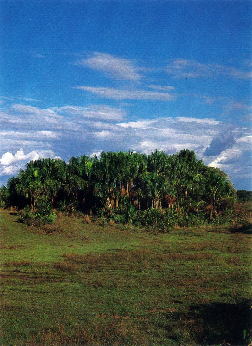 Consociacin de mirit , canangucha o (Muritia flexuosa). Las agrupaciones de esta palmera se dan generalmente sobre suelos inundables. 