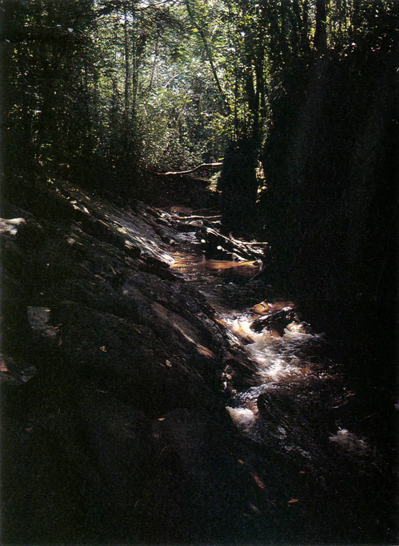 Arroyo del interior de la selva, en sector de afloramien tos rocosos. 