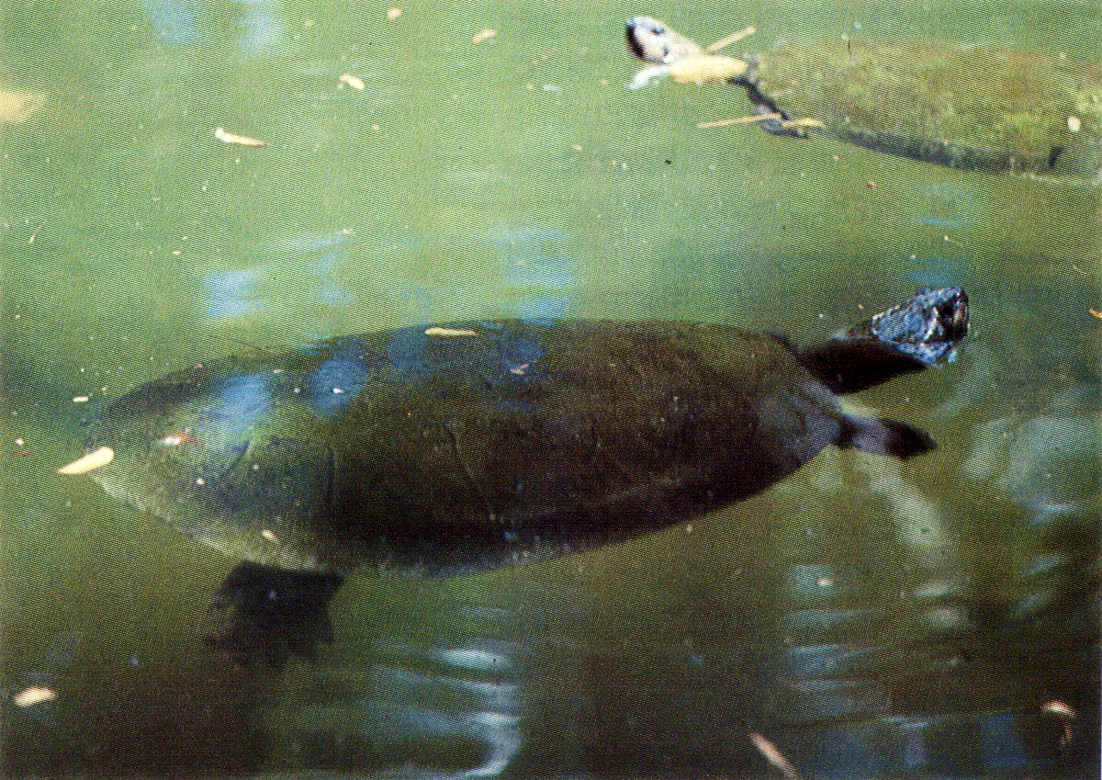 La aplicacin de pautas de desarrollo -y modelos de planificacin regional permitieron a los indgenas transformar la naturaleza, interviniendo el medio de manera antrpica, para mantener una produccin sostenida. Frutos de "maran" y "chontaduro", ranas, tortugas terrestres y acuticas, "achiote", "guanas" y diversas variedades de yuca, eran parte de la variada y abundante dieta aborigen. 