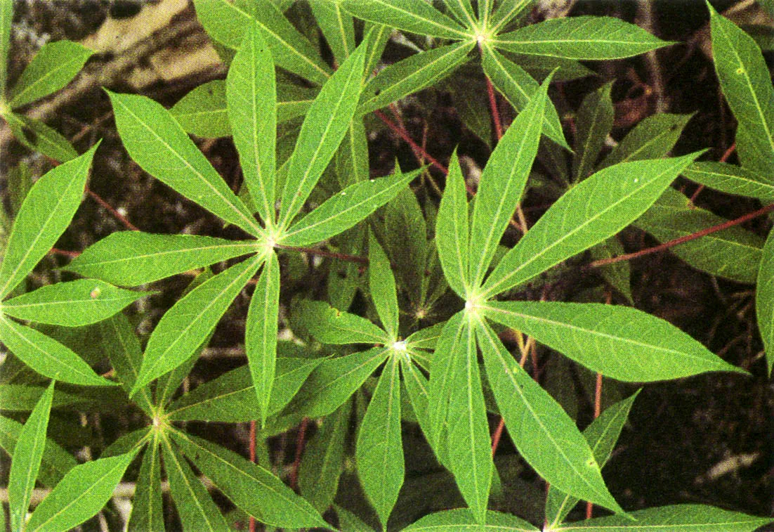 La aplicacin de pautas de desarrollo -y modelos de planificacin regional permitieron a los indgenas transformar la naturaleza, interviniendo el medio de manera antrpica, para mantener una produccin sostenida. Frutos de "maran" y "chontaduro", ranas, tortugas terrestres y acuticas, "achiote", "guanas" y diversas variedades de yuca, eran parte de la variada y abundante dieta aborigen. 