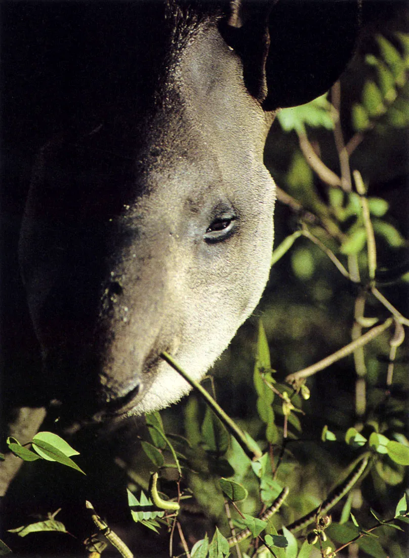 La "danta" o "tapr" (Tapirus terrestris) se halla vinculada estrechamente a la evolucin cultural ya la mitologa de ciertos grupos aborgenes. Algunas etnias prohiban su consumo, pero para otras constitua la pieza de caza ms cotizada por su tamao y lo palatable de su carne. Adems, se utilizaba su piel para la confeccin de escudos de guerra, y con los huesos largos se elaboraban instrumentos musicales. Se la conoce tambin con el nombre de "sachavaca" (del quechua sacha selva; vaca de montaa). 