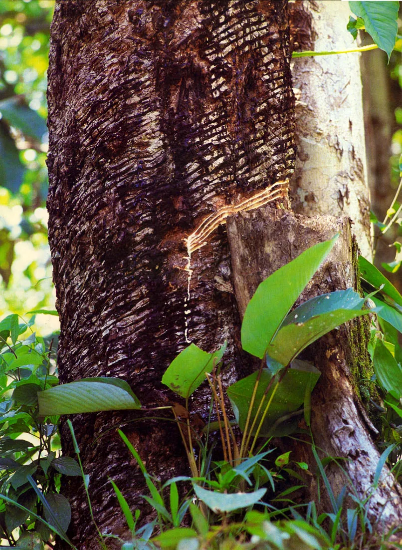Tronco de árbol de caucho, "jebe", "síringa" o borracha (Hevea sp.) rayado para obtener el látex. Obsérvense las trazas en la corteza por la repetida aplicación de esta técnica para lograrla "sangría".