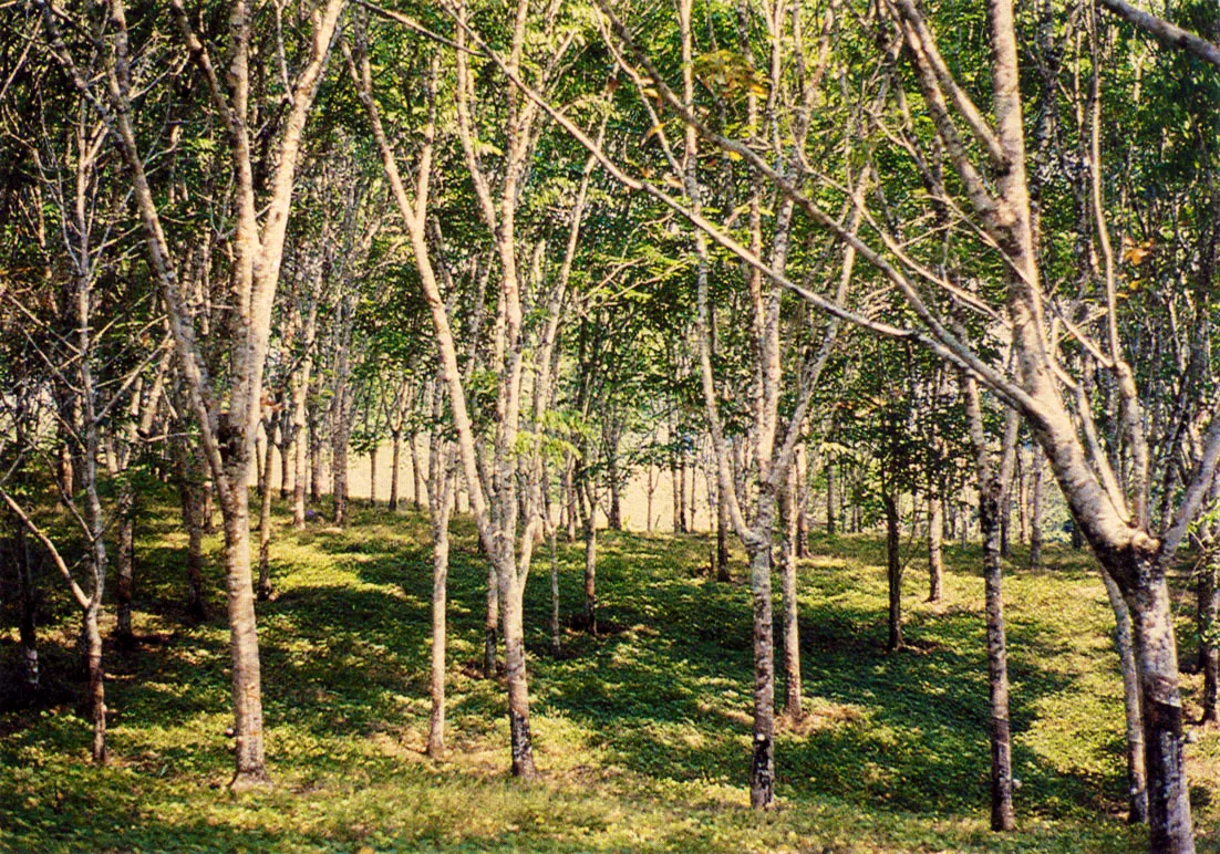 Plantacin de cultivariedades de caucho, producto de mejoramiento gentco, en el piedemonte del Departamento de] Caquet.

El cultivo de las Hevea contina ofre
ciendo inters econmico. La demanda
mundial del producto se mantiene de
bido a nuevas tecnologas en aplicacio
nes del caucho natural, as 1 como a su
eficacia en diversos usos combinado
con los cauchos producidos artificial
mente.

Los nuevos cultivos caucheros han venido siendo impulsados con xito por el Instituto Colombiano de la Reforma Agraria, INCORA. 