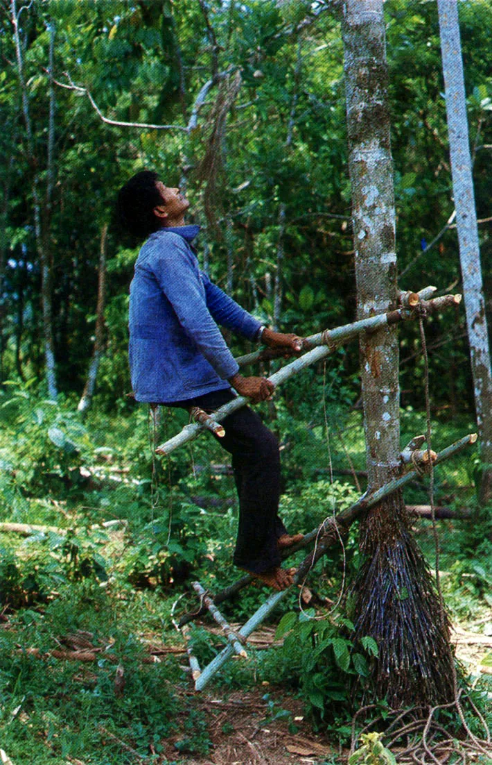 Hombre Munane durante el proceso de la colecta de chontaduro. Obsrvese el sistema artificioso para subir por el tronco evitando las espinas. 