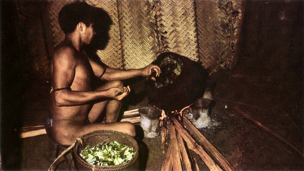 Hombre Ta tuyo del río Piraparaná tostando hojas de coca después de recolectarlas en la chagra. Nótese la vasija especial usada para esta operación. Una vez tostadas, las hojas se pilan y se ciernen, combinadas con cenizas de hojas de yarumo. El producto resultante es "mambeado" por los hombres y las ancianas.