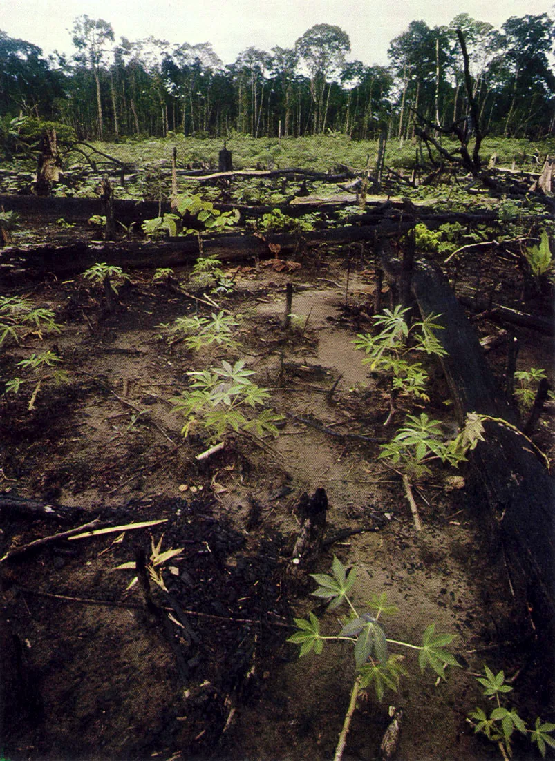 Chagra o conuco recién sembrado con
yuca. Nótense ciertas acumulaciones de
cenizas así como los troncos semiinci
nerados, que abonan gradualmente la
tierra. Según la topografía, los tipos
de suelos, y la antiguedad de uso del
sitio, los aborígenes siembran diferen ?
tes plantas. Diariamente queman en la
chagra, para seguir . r enri . queci . endo es
tos antroposoles.