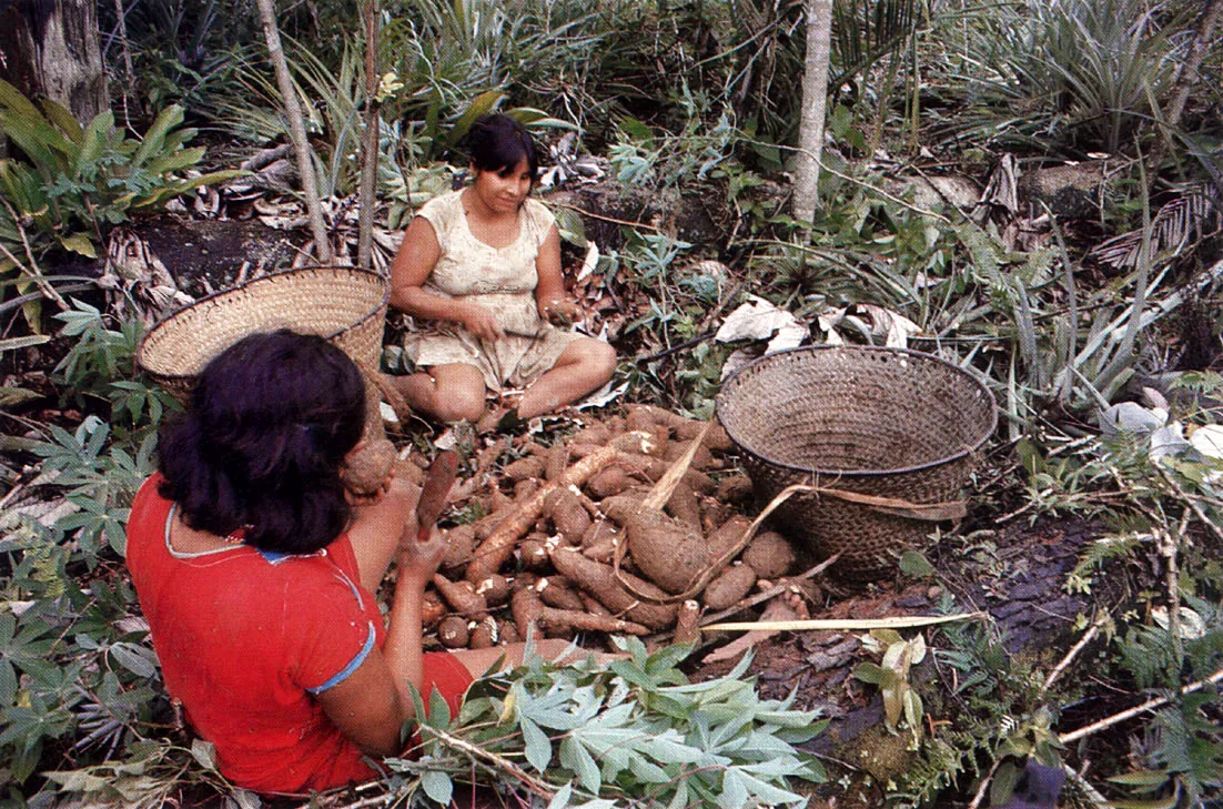 Mujeres Tanimuka en la ch a gra, preparando la yuca para su transporte en canastos hasta la maloca. Cada día deshierban y queman maderas y matas, enriqueciendo los suelos (antroposoles)