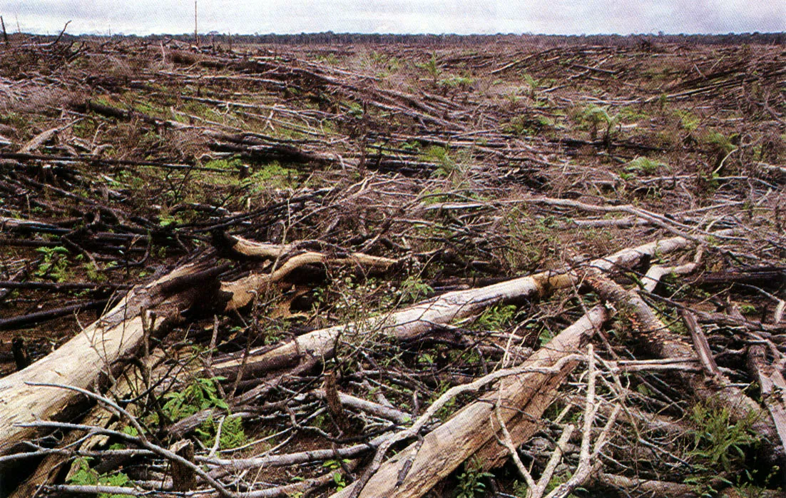 Terreno en una zona colonización, en proceso de adecuación mediante la técnica de “tala y quema". Obsérvese la ,gran distancia a la que quedó el lindero del bosque.
