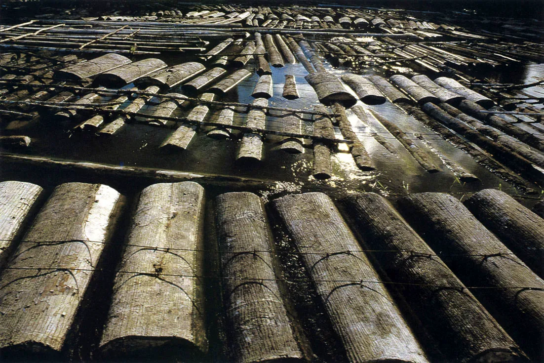 Detalle de jangada. Trozas de rboles que nunca sern repuestos a la naturaleza. Anualmente se deforestan aproximadamente 150 mil hectreas de bosques en la Amazonia colombiana. 