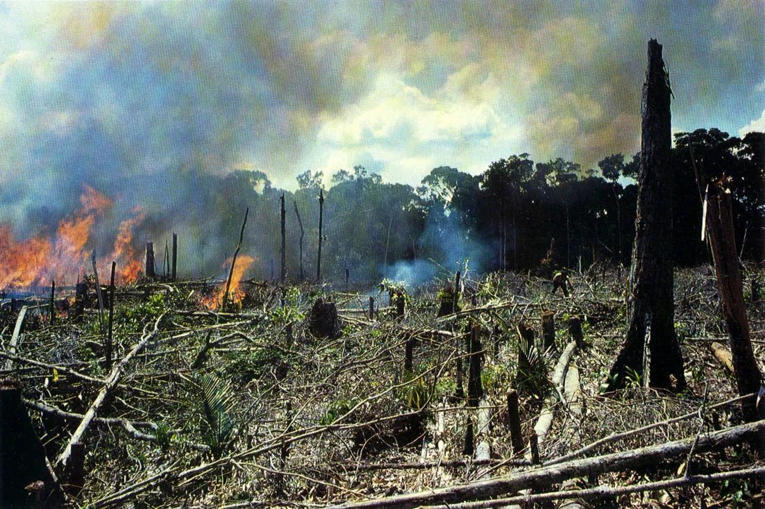 Área de bosque tumbado y quemado para el establecimiento de una chagra indígena. Obsérvese la cercanía de la selva. La extensión de las chagras aborígenes no excede generalmente las dos hectáreas. Esta dimensión permite una pronta regeneración y difusión de las especies de la selva en el sector, una vez se produzca el abandono del lote por los indígenas, quienes repetirán la experiencia en otro lugar.