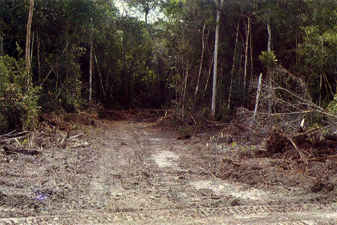 Carrteable en construccin en rea cercana al piedemonte andino. Las vas terrestres, despus de los ros, han jugado un papel fundamental en la ampliacin de las reas ocupadas en la Amazonia.
 