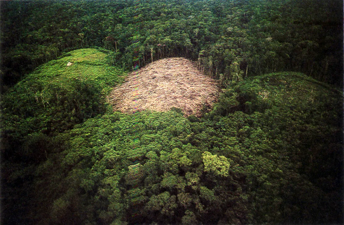 Entre los aborígenes amazónicos la utilización de la tierra se rige por una itinerancia que permite, secuencialmente, el manejo de cultivos así como la extracción de recursos en una extensión determinada, y su posterior descanso y regeneración de la selva. No se dan, por lo tanto, entre estas sociedades, el concepto de propiedad ni el de permanencia en la explotación del suelo, como entre los colonos.
Sector de la selva recién tumbado, al centro, y chagras en diferente estados de producción, a los lados. Al frente, sector de la selva donde antiguamente existió una chagra, en avanzado estado de regeneración.
