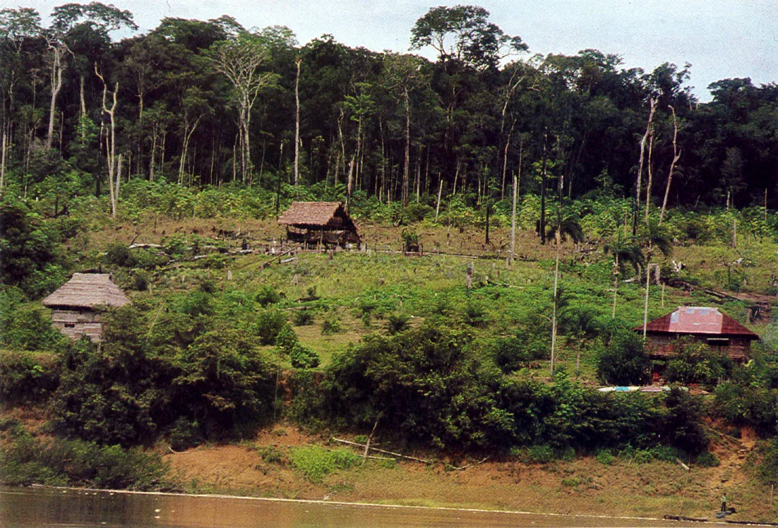 Sector de colonización cercano al raudal de Guaimaraya, río Caquetá. Los espacios ganados por los colonos a la selva, se adecuan para permitir usos agrícolas y pecuarios permanentes, contrariando la fragilidad de gran parte de los suelos amazónicos Estos proyectos de sedentarización se ligan generalmente con la legalización de la propiedad de los suelos ocupados.
Obsérvese la variedad de usos autóctonos y traídos del interior, en la construcción de las viviendas.