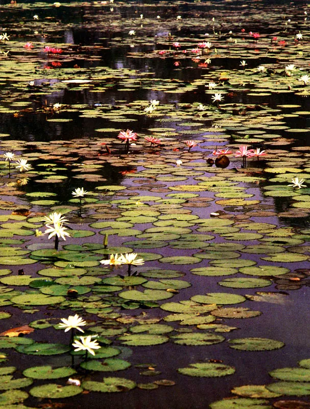 Lotos en el Jardn Botnico de Medelln.  