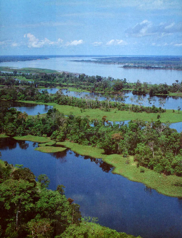 Cinaga la selva oriental colombiana.  