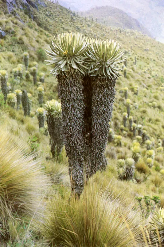 Frailejones en el Pramo. 