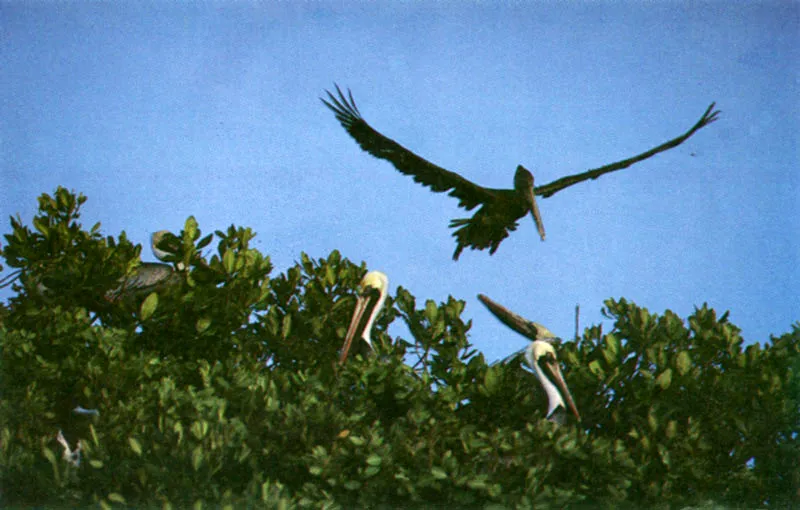 Pelcanos en las islas del Rosario. 