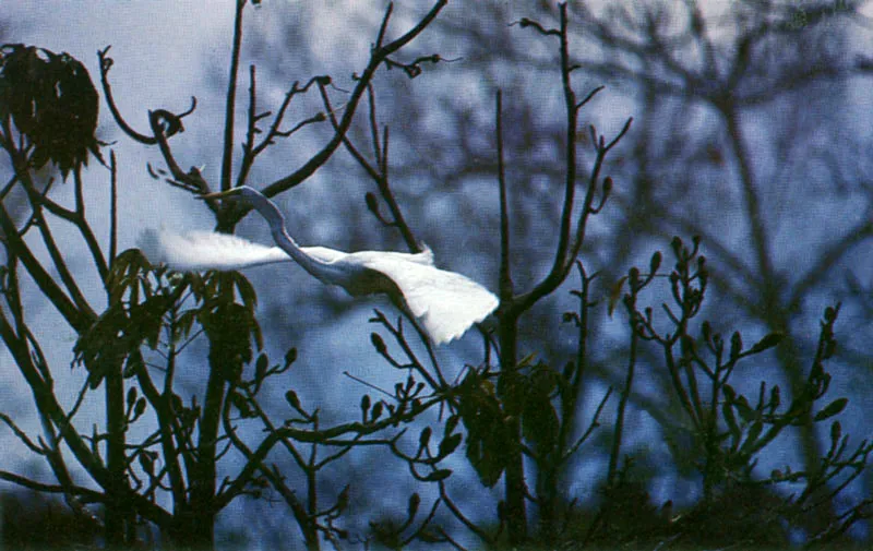 Garza blanca en la selva colombiana. 