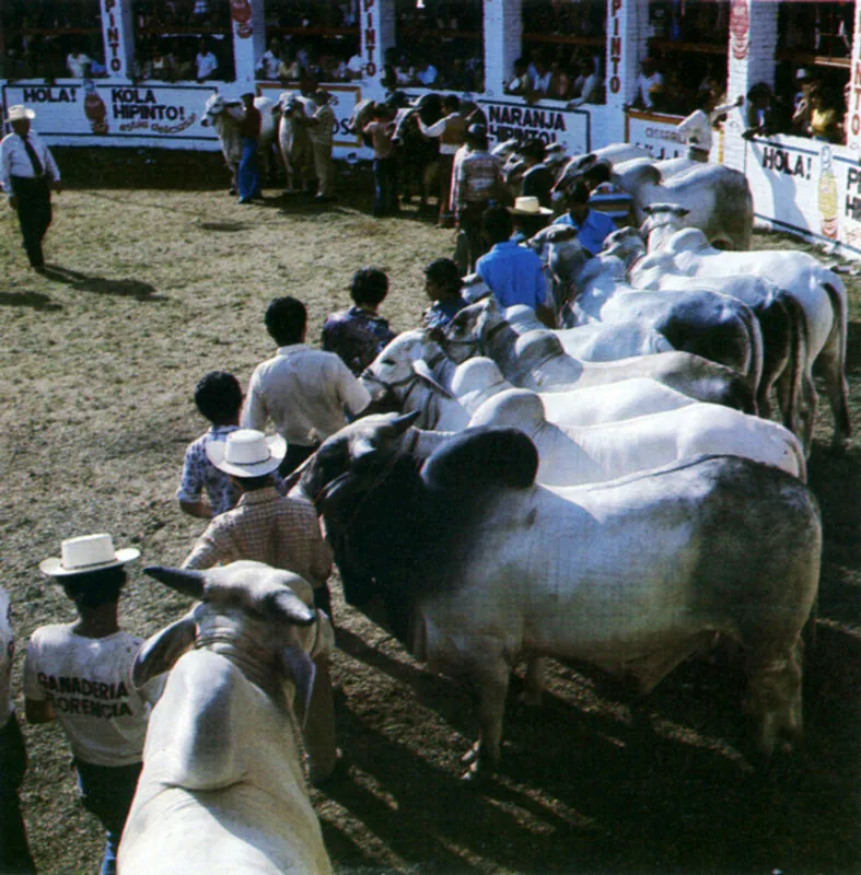 Feria ganadera en Bucaramanga. 