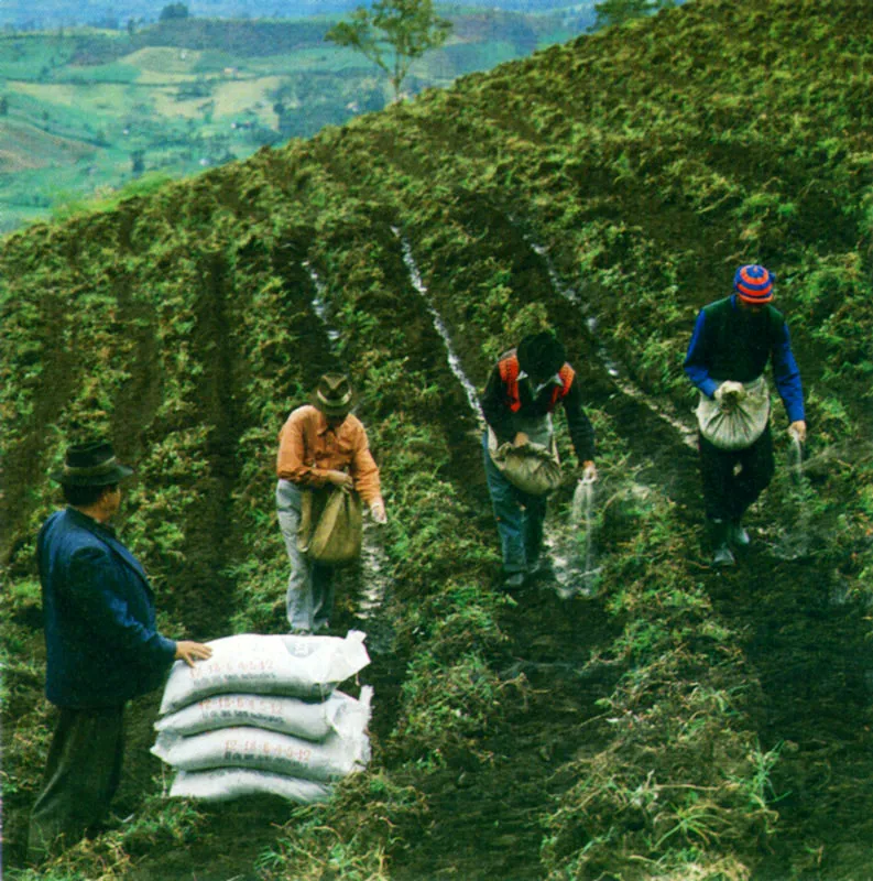 Campesinos de Chipaque, Cundinamarca, abonando la tierra.  