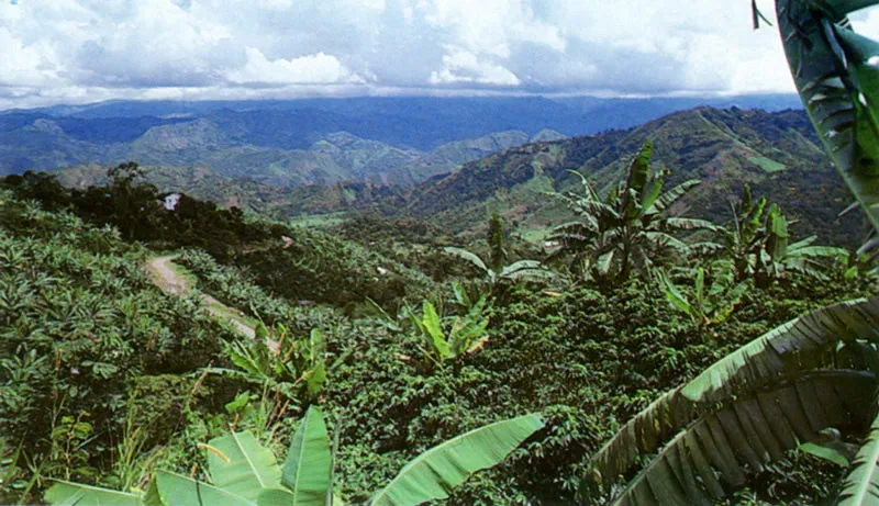 Paisaje cafetero. 