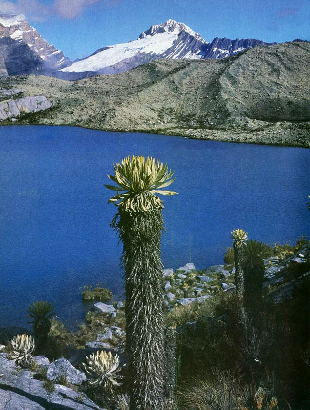 Laguna de La Plaza, al fondo pico El Castillo, 5.050 mts. Sierra Nevada del Cocuy. 