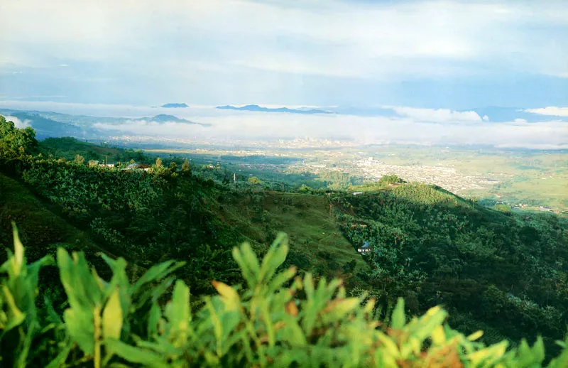 Paisaje de la zona cafetera del Quindo. 