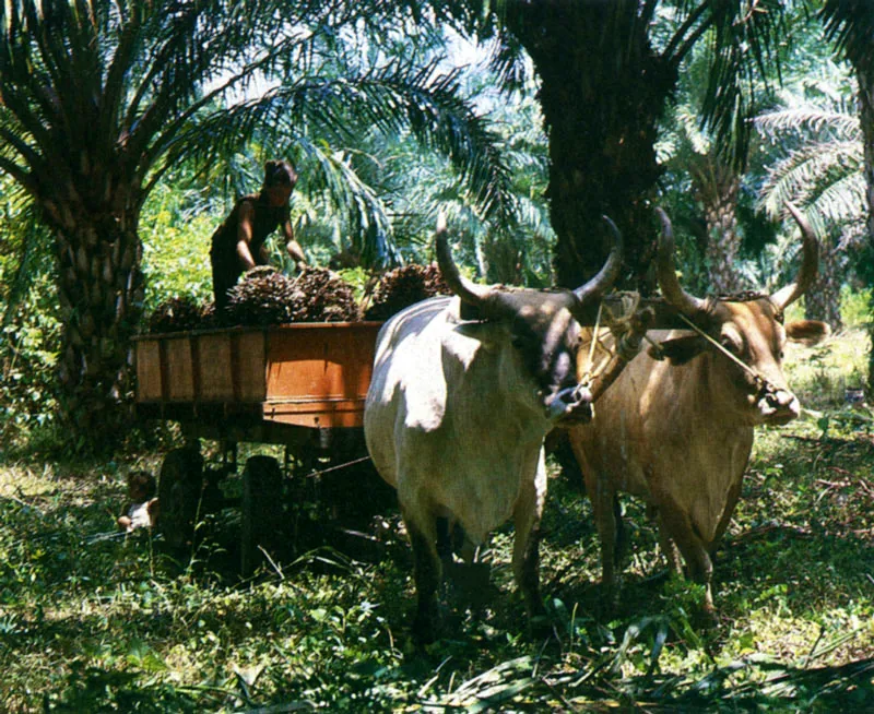 Recoleccin de frutos de palma africana en los Llanos Orientales. 