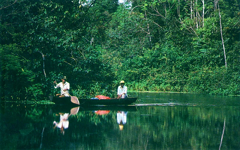 Navegantes de cao amaznico.
 