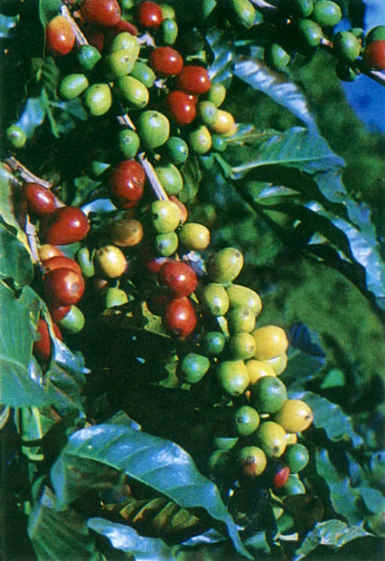 Pereira, en el corazn cafetero de Colombia. 