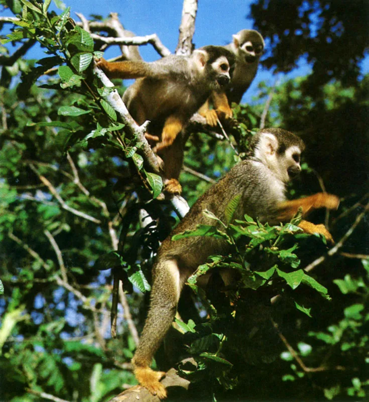 Fauna amaznica, micos, caimn, guacamayas, tigrillo y chigiro. 