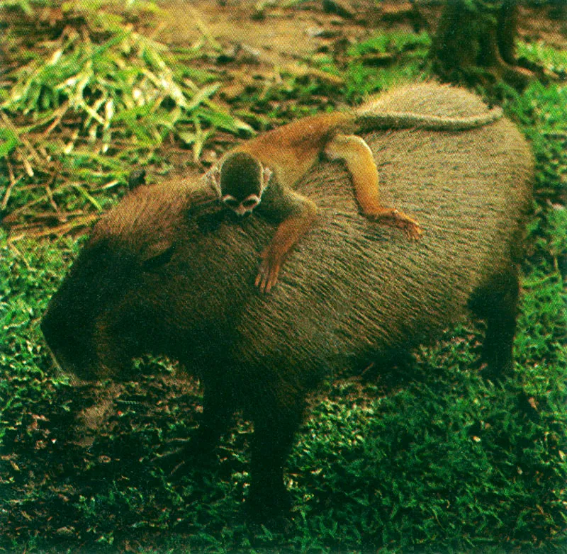 Fauna amaznica, micos, caimn, guacamayas, tigrillo y chigiro. 