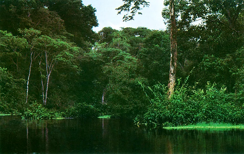 Follaje amaznico y la hoja ms grande del mundo: la Victoria Regia. 