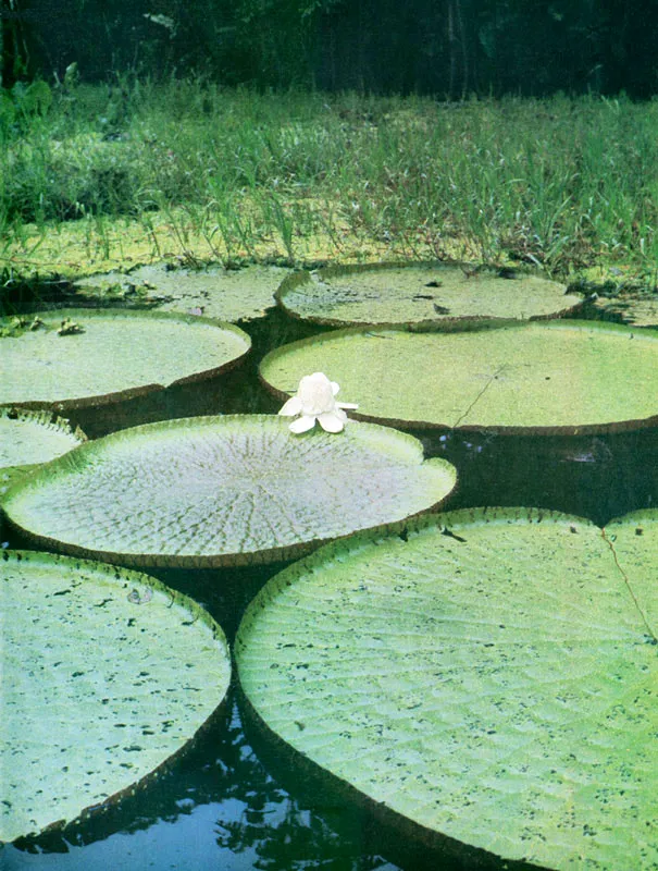 Follaje amaznico y la hoja ms grande del mundo: la Victoria Regia. 