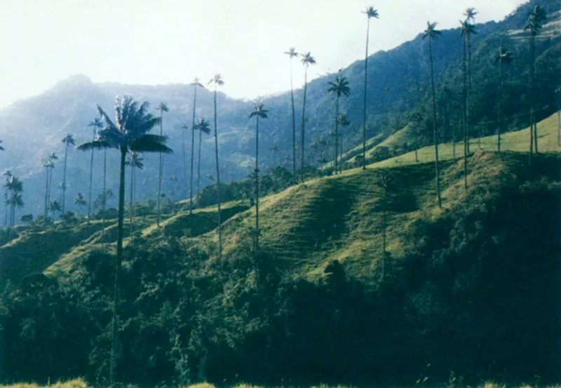 El Huila y el Tolima con su ro Magdalena, sus arrozales, sus ceibas y las palmas de cera en la cordillera. 