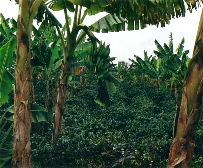 Pereira, en el corazón cafetero de Colombia.