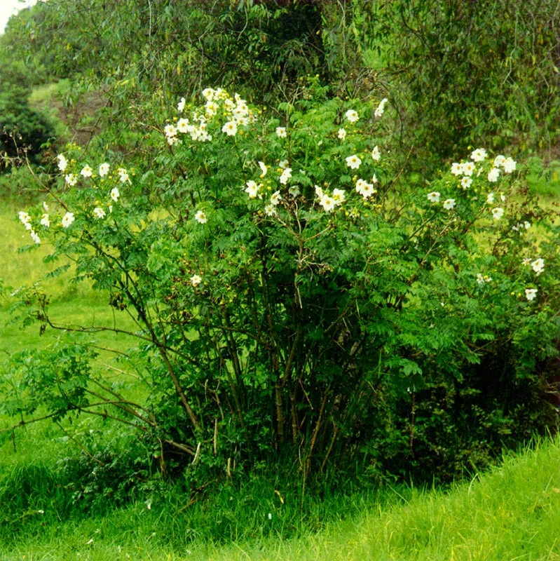 Dalia silvestre (Dahlia imperialis) 