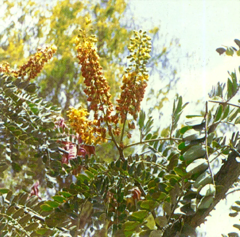 Dividivi de tierra fra (Caesalpinia spinosa) 